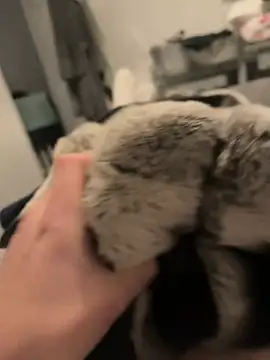 Snapshot of Furdale chatting on 12-16-24, 05:11 Furdale online show from 12-16-24, 05:11