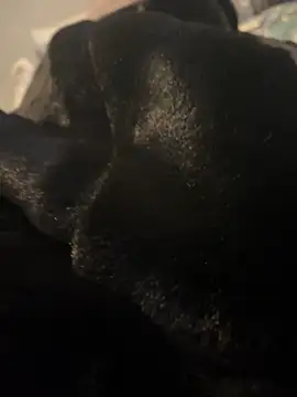 Snapshot of Furdale chatting on 12-20-24, 03:10 Furdale online show from 12-20-24, 03:10