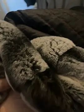 Snapshot of Furdale chatting on 01-02-25, 12:35 Furdale online show from 01-02-25, 12:35