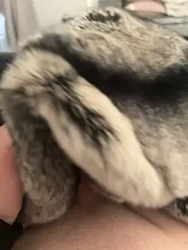 Snapshot of Furdale chatting on 02-24-25, 04:26 Furdale online show from 02-24-25, 04:26