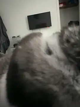 Snapshot of Furdale chatting on 09-18-25, 04:31 Furdale online show from 09-18-25, 04:31