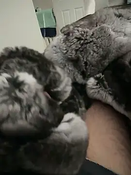 Snapshot of Furdale chatting on 09-24-25, 02:20 Furdale online show from 09-24-25, 02:20