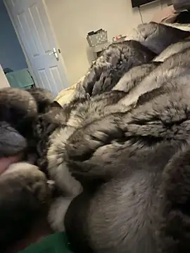 Furdale online show from 02-15-26, 01:31