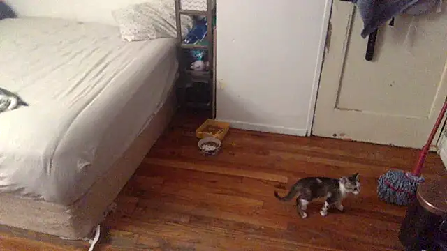 BIG-CkD F online show from 09-08-25, 03:33