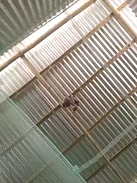 Gautambaro online show from 02-13-26, 07:37