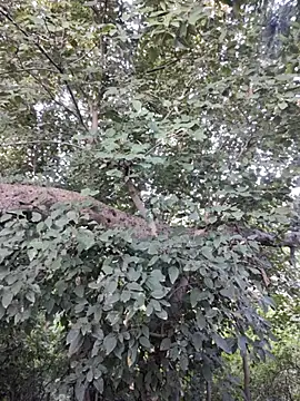 Rinku5553 online show from 10-30-25, 02:13