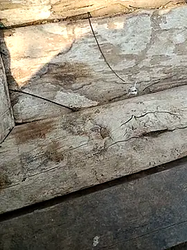 kummuduabbai online show from 03-03-26, 09:26