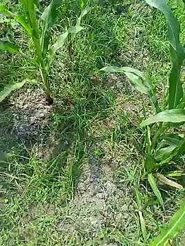 kummuduabbai online show from 03-19-26, 07:34