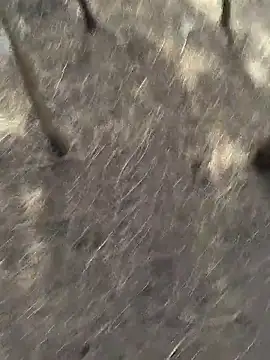 Gopal1243 online show from 11-20-25, 06:13