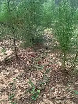 Gopal1243 online show from 11-24-25, 02:11