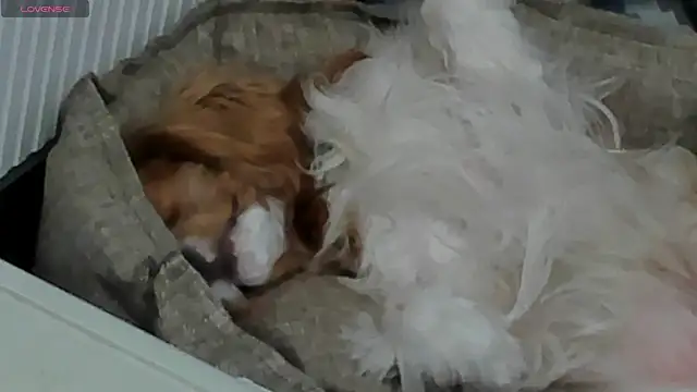 Peggy Beauty online show from 02-11-25, 06:44